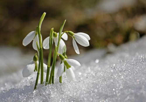 Imbolc_snezenka