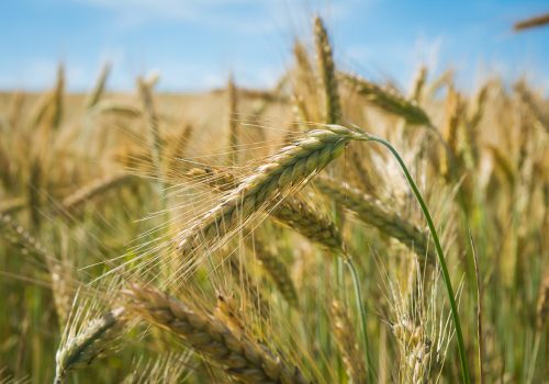 Lammas_svatek kola roku