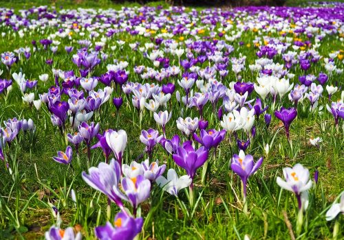 Ostara_jarni rovnodennost