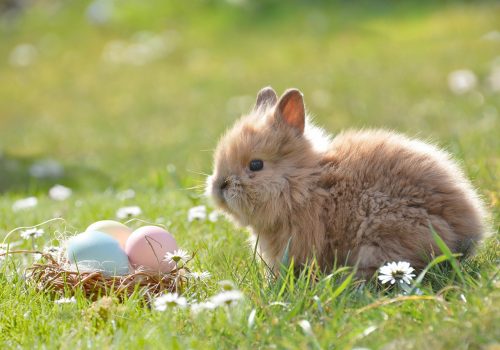 Ostara_zajic a vejce